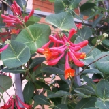 Smeđi orlovi nokti blanche sandman, dropmore scarlet: sadnja i njega, fotografije, recenzije